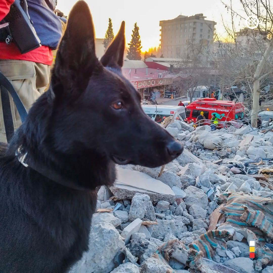 Cão de busca e resgate